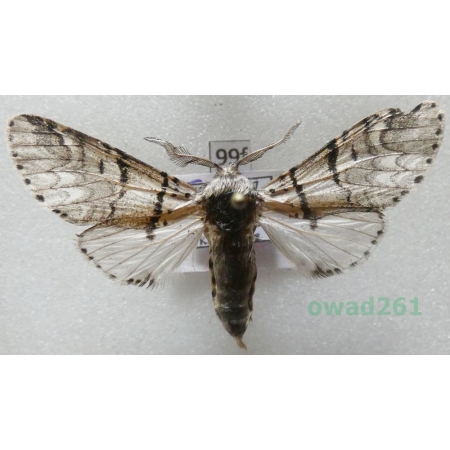 Furcula bifida (Brahm, 1787) Poland99f